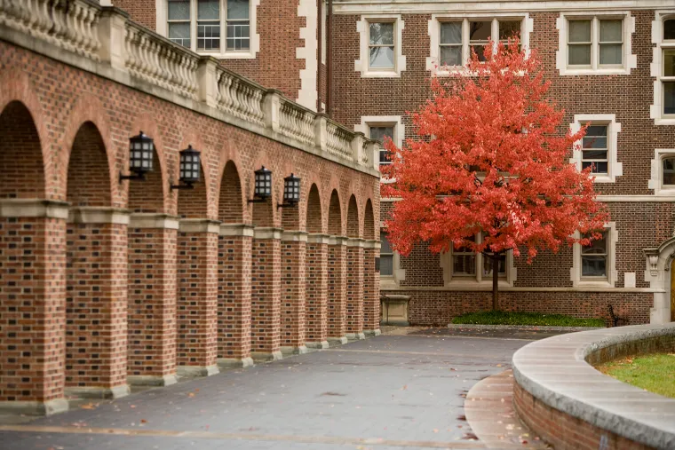 A red maple tree in the Quad near McClelland Hall